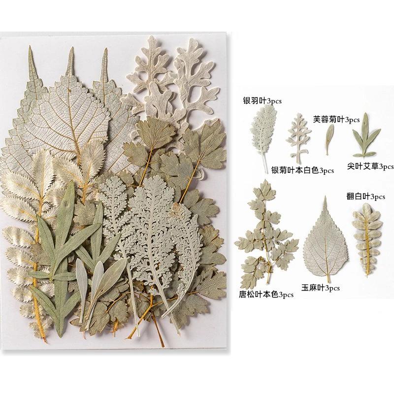 21PCS Set Dried Pressed Plants Leavse for Jewelry Resin Making Natural Green Leaves Flowers Material for DIY Supplies