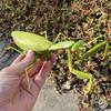 Non-Toxic Rc Animal Robot Antistress Insect Toys Infrared Simulation Spider Bee Fly Mantis Electric Toy For Children Prank Insects Pet Toy