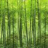 Green Bamboo Wallpaper Forest Natural Landscape Photo Mural Living Room Study Room Backdrop Home Decor 3d Wallpaper