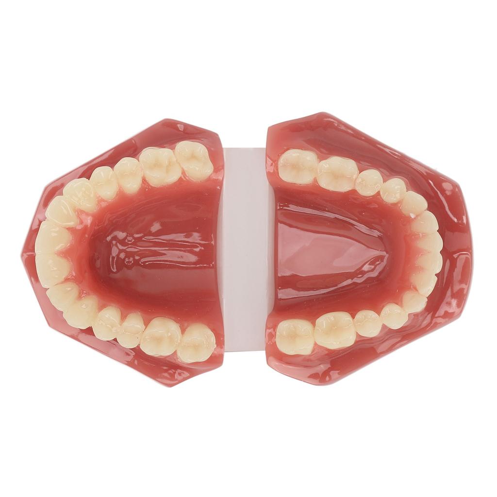 Modèle de dent 28 dents Modèle orthodontique dentaire Fournitures d'étude pédagogique Démonstration dentaire