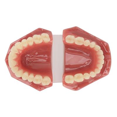 Modèle de dent 28 dents Modèle orthodontique dentaire Fournitures d'étude pédagogique Démonstration dentaire