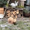 Adorable rabbit statuette - perfect garden decoration