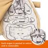 Human Body Model Anatomy Doll Soft Doll Toy Anatomical Medical Internal Organs Awareness Learn Early Education Toy For Preschool