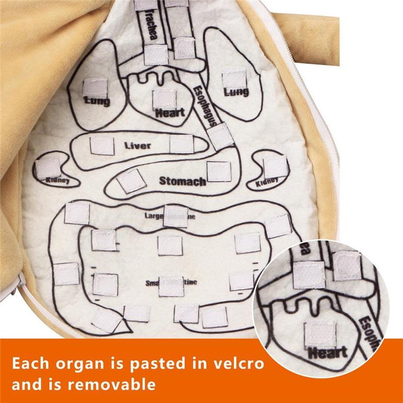 Human Body Model Anatomy Doll Soft Doll Toy Anatomical Medical Internal Organs Awareness Learn Early Education Toy For Preschool