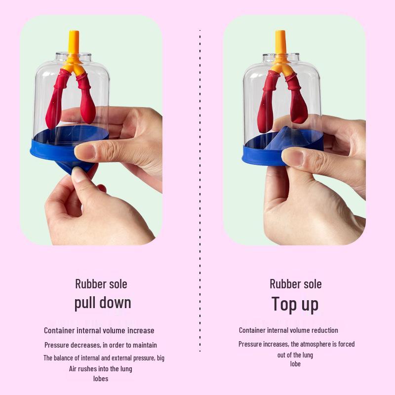 Junior High School Lung Breathing Simulator: Diaphragm Movement & Gas Exchange Teaching Aid