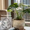 Plant Support Monstera Leaf Shape Plant Support for Vertical Growth Easy Installation Stem