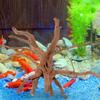 Peces y mascotas acuáticas – Decoración de peceras