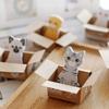 3D Cartoon Katze Hund Box Aufkleber Schöne Schreibwaren Haftnotizen Büro Schulbedarf Notizblock Zufälliger Stil