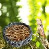 Reptile Food Bowl Water Dish Mealworm Feeder Small Shallow Resin Bowls