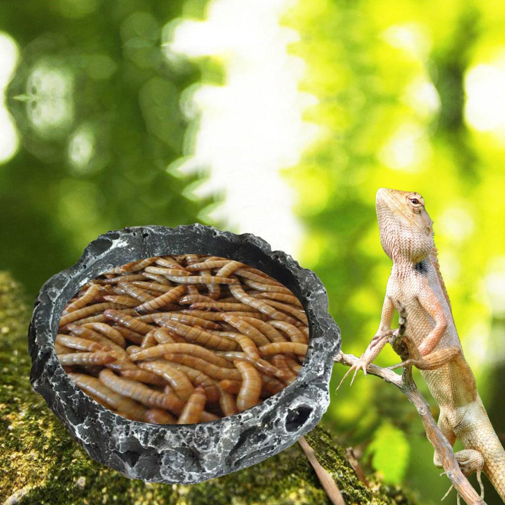 Reptile Food Bowl Water Dish Mealworm Feeder Small Shallow Resin Bowls