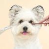 Pente Facial de Limpeza para Animais de Estimação Remove Manchas Lacrimais Pente para Remelas Tesoura para Reparo de Pelos de Cão Pente para Pelos de Gato Suprimentos de Limpeza para Animais de Estimação Acessórios
