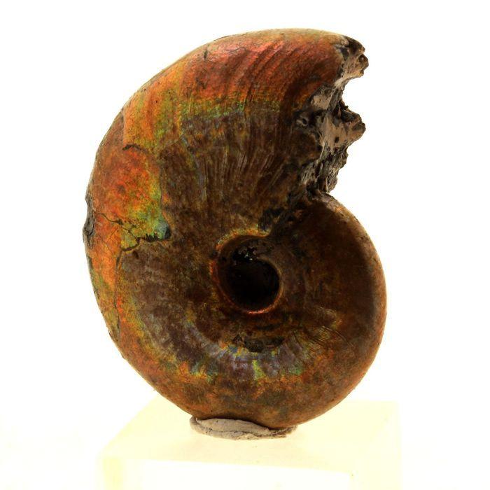 Pierres et Minéraux. Ammonite Fossile Beudanticeras nacrée. 65.0 ct. Bully, Seine-Maritime, France..