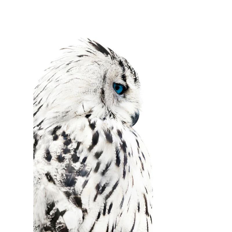 Niedliche Eule Vogel Tiere Blume Poster und Drucke Leinwandmalerei Vintage Wandkunst Bilder für Wohnzimmer Heimdekor Cuadros