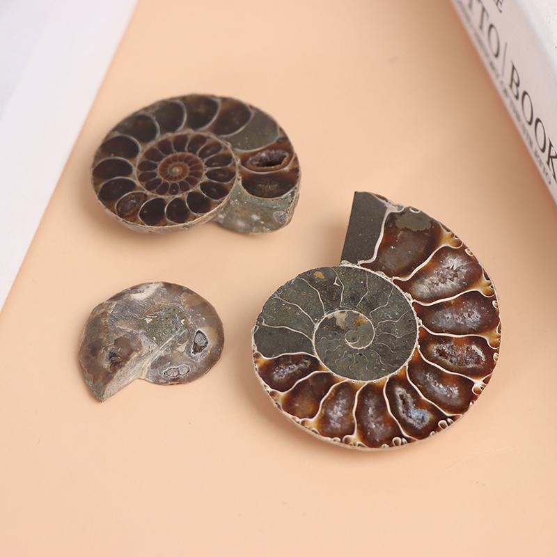 

Естественный радужный аммонитОвый ископаемый образец Камень Кулон Океан Аквариум Камни