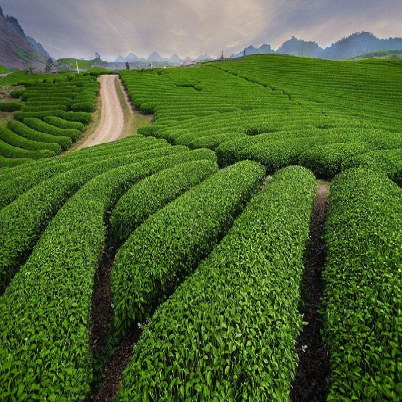 Tè Puer originale di alta qualità da 500 g, tè maturo Pu Er Cook, tè Puerh, tè nero dello Yunnan