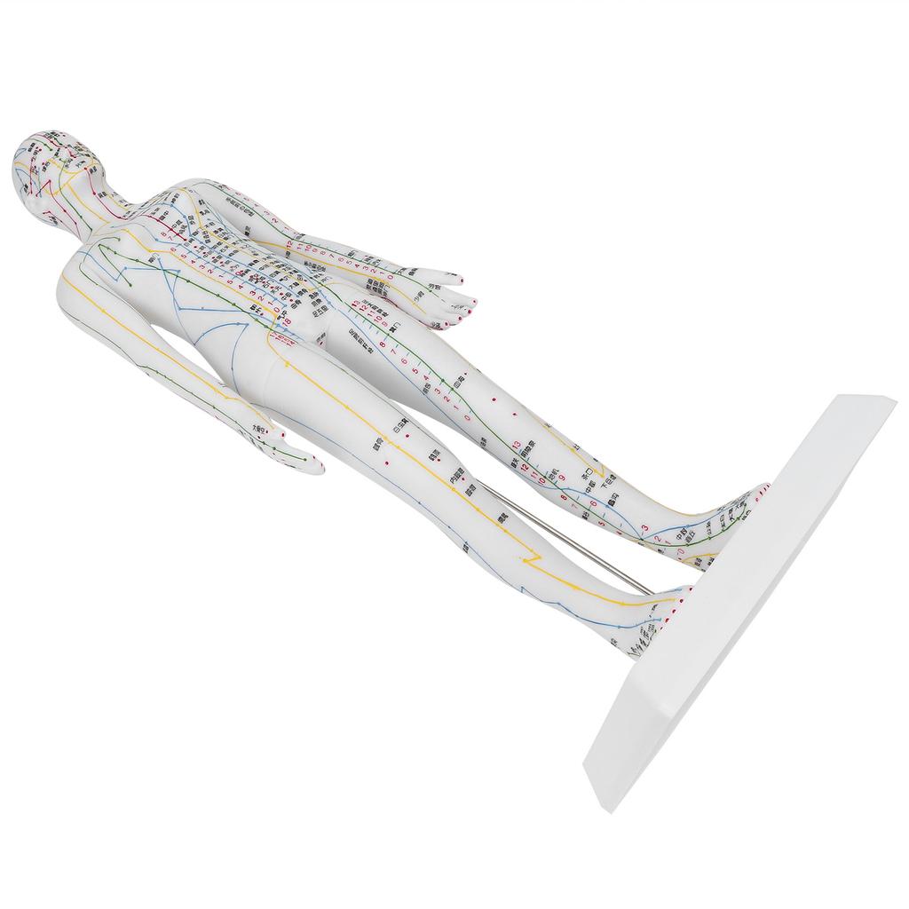 Teaching Acupuncture Meridians Model Women Acupuncture Model with Base Acupuncture Needle Set