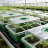 Seedling Tray With Lid 6 Hole Plant Germination Kit Greenhouse Propagation Box With Vent Portable Nursery Pots Succulent Flower