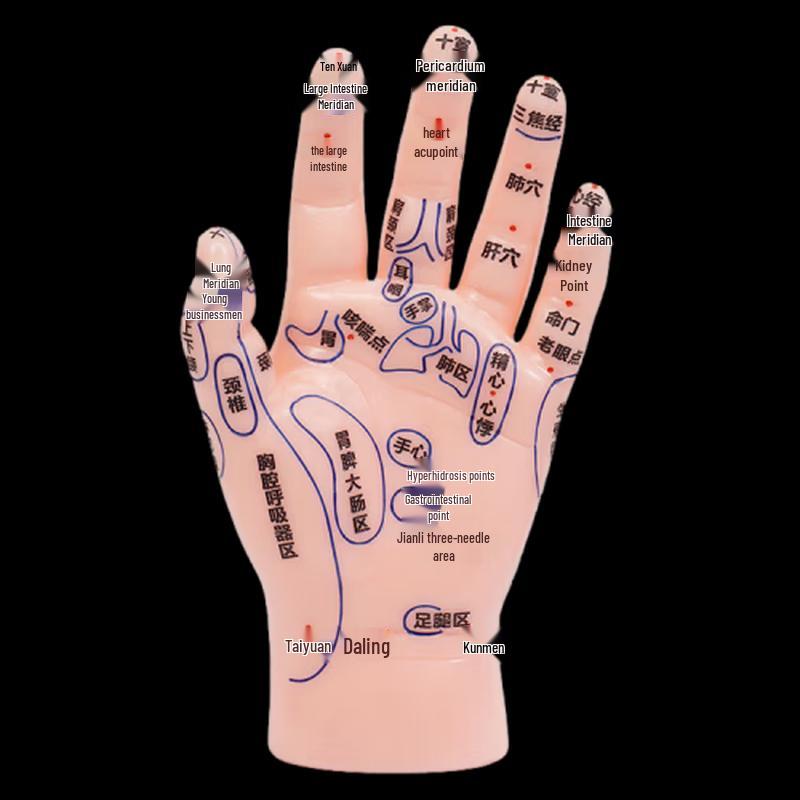 Учебная модель человеческой руки Xinman