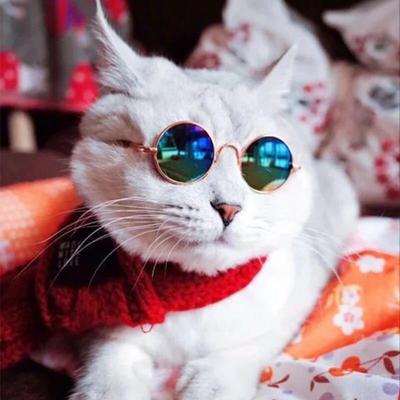 Evcil hayvan güneş gözlüğü mini kişiselleştirilmiş kedi prens gözlükleri küçük köpek gözlükleri yenilikçi komik güneş gözlükleri