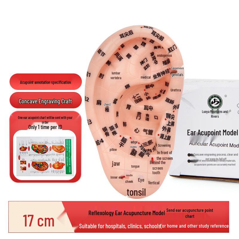 17cm Ear Acupoint Reflex Zone Model 17cm PVC