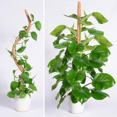 Bitki Tırmanma Kafes Evrensel Iyi Destek Bükülebilir El Yapımı DIY Ücretsiz Asma Hindistan Cevizi Hurma Ipek Desteği Bahçe için