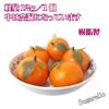 Sugarello Mandarin Fake Artificial Fruit Imitation Photo 5 Pieces Oranges, Mandarins, Models, Objects, Figurines, Ornaments, Props,