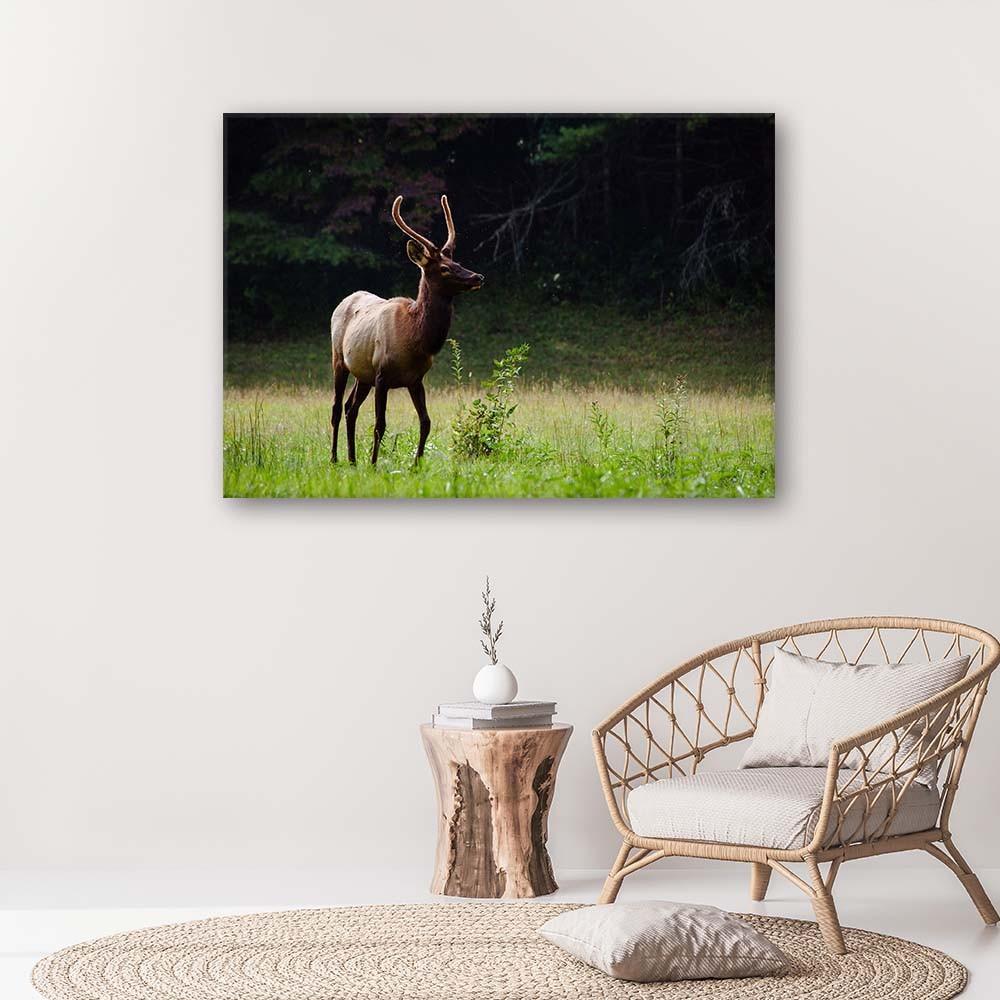 Canvas Print, Deer On a Meadow