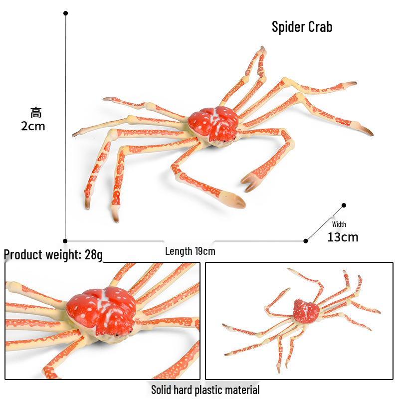 Children s Marine Animal Cognitive Toy: Hermit Crab Underwater Model