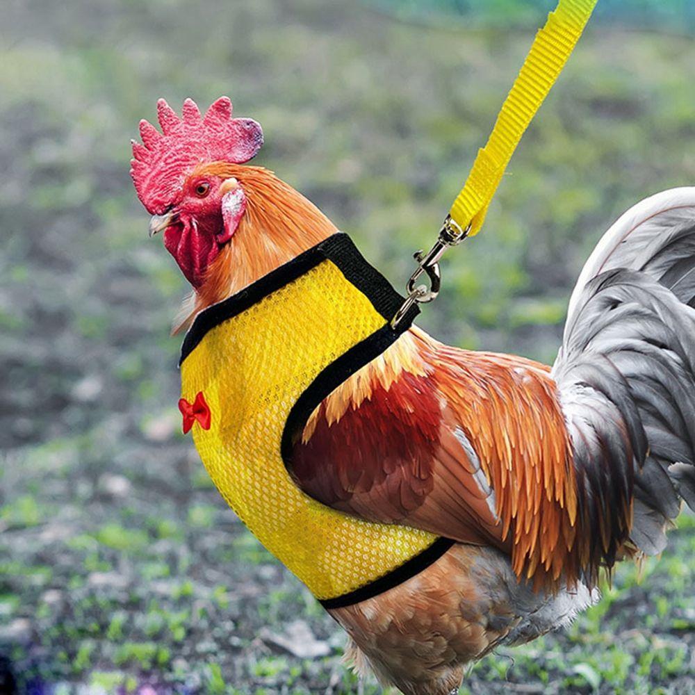 Adjustable Small Animal Matching Collars Bow Pet Harness Leash Hen Belt Chick Leads Chicken Vest
