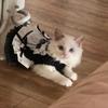 Pet Costume Dress Cats Small Dogs - Maid Outfit Princess Lolita Style Cotton Fabric XS S M Sizes