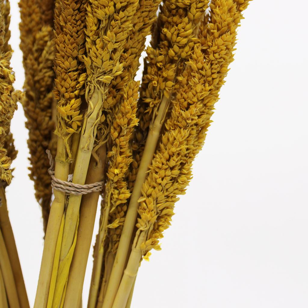 Dried Cantal Grass Bunch Amber Set of 6