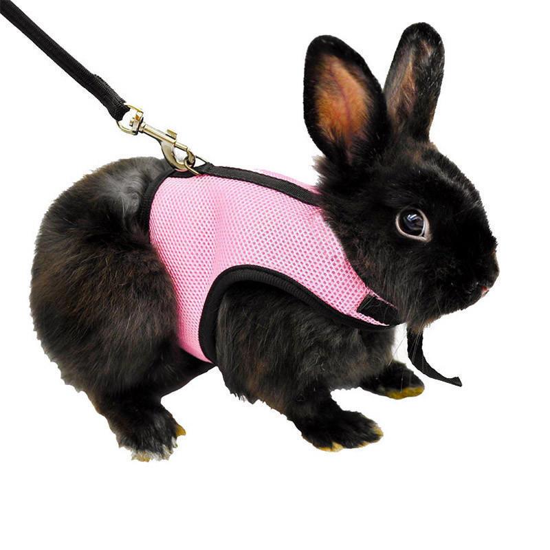 rabbit leash harness