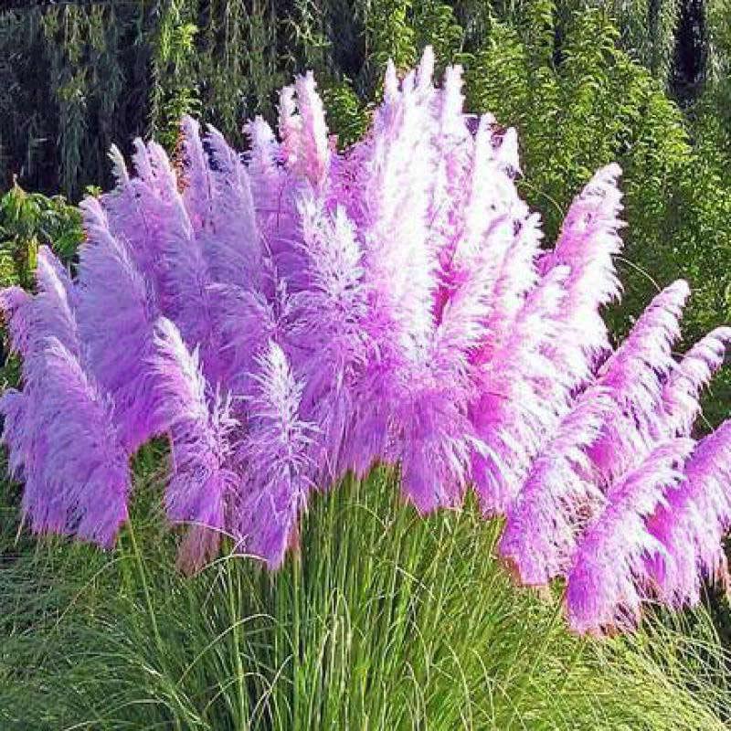 500pcs Ornamental Grass Pampas Seeds Purple Cortaderia Selloana Home Garden Decor Buy At A Low Prices On Joom E Commerce Platform