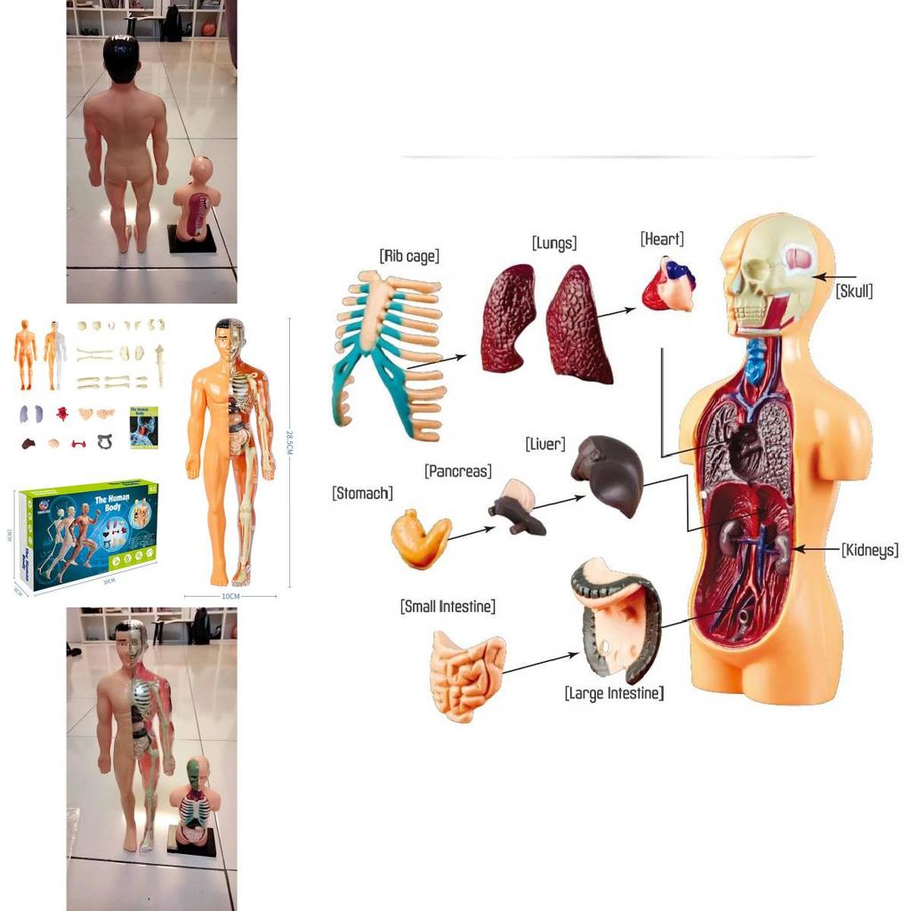 Modelo de Brinquedo Educativo Infantil Para Aprender Anatomia Humana