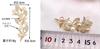 Freshwater pearl brooch zircon leaf lovely chest for entrance gift for gift case included corsage, decoration, graduation, ceremony, wedding,