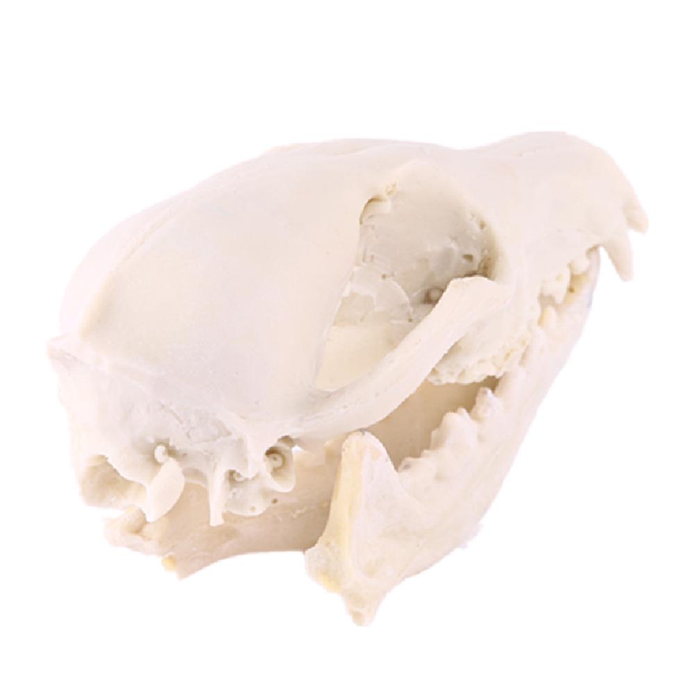 Resin Fox Skull Model for Science Education & Halloween Props