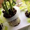 Transparent Planting Net Cup Hydroponic Colonization Mesh Pot Flower Vegetable Nursery Basket Soilless Growing Basket 5/50Pcs