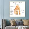 Human Organs Brain Liver Heart Anatomy Poster Print Canvas Painting Human Body Map Medical Classroom Office Room Home Decoration