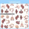 Realistic Pvc Educational Model Of Human Organs Including Brain Heart Liver And Lungs