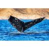 Shark Jellyfish Humpback Whale Tail Sea Turtle  Poster Print Ocean Wildlife Canvas Painting Print for Living Room Home Decor