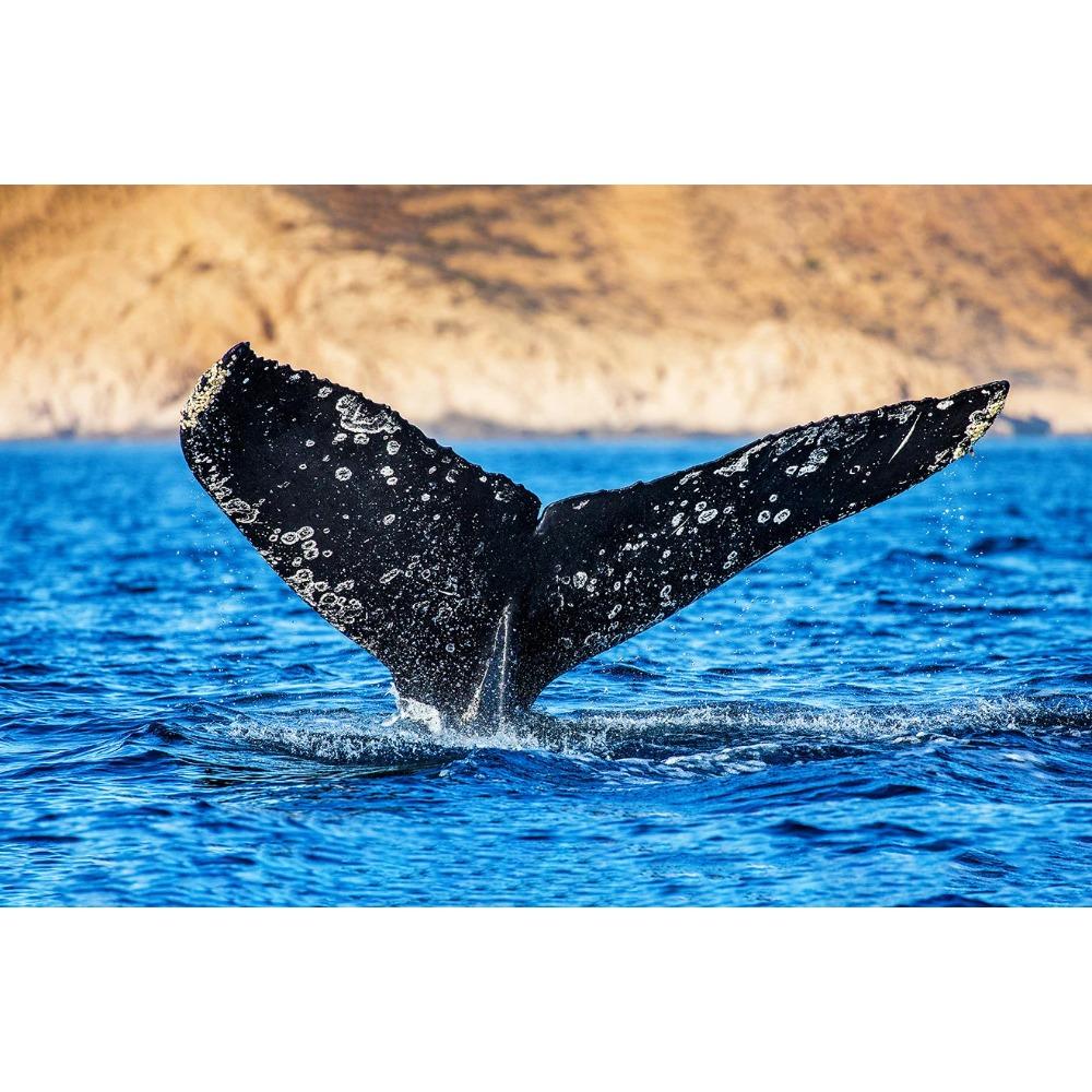 Shark Jellyfish Humpback Whale Tail Sea Turtle Poster Print Ocean Wildlife Canvas Painting Print for Living Room Home Decor 21X30CMNo Framed