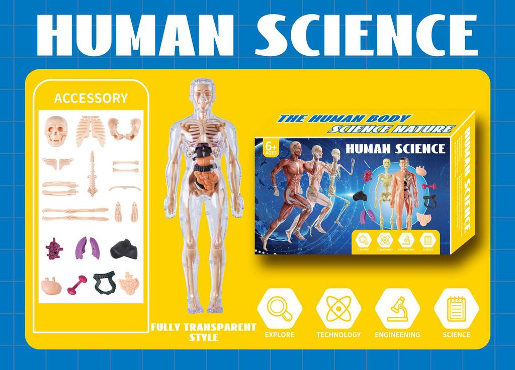 3D Educational Human Body Model with Skeleton & Organs for Kids