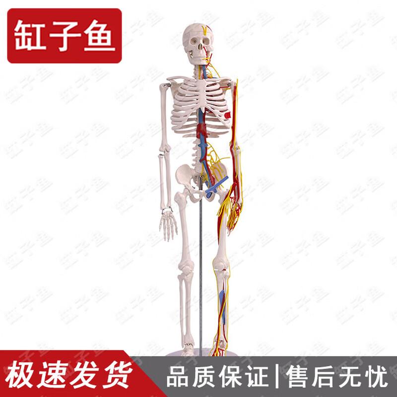 Модель человеческого скелета с сердцем и кровеносными сосудами