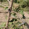 10Pcs Shape Fixator Branch Shaping Device Metal Branch Bending Tools  Fruit Tree Training