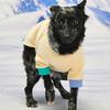 MUNIKUND Wuff Pullover - Yellow