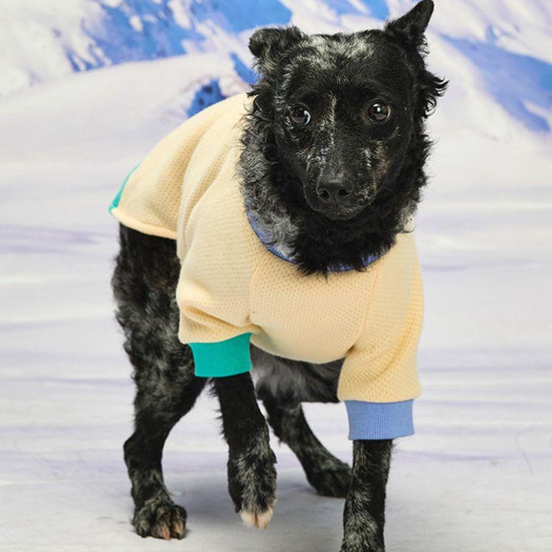 MUNIKUND Wuff Pullover - Yellow