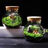 Mikro-Landschafts-Glasflaschen mit Korkverschluss Glasvase Moospflanzenbehälter Glas-Terrarium Bonsai Schreibtischdekoration