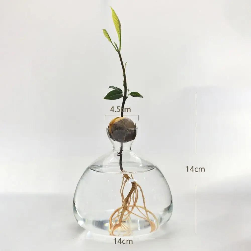 Transparent Avocado Hydroponic Vase Simple Glass Seed Starter Vase Plant Vase Aromatherapy Bottle Seed Growing Kit Nice Gift