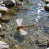 #14 #16 Jepice Spinner Suchá muška s křídlem Para Post & srstí jelena, Ostrý háček Umělá nástraha hmyz pro rybolov pstruhů, lipanů, okounů