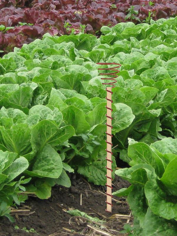 

Copper Stakes for Gardening Electro Culture Antenna Electroculture Plant Stakes Gardening Copper Coil for Plants Fruits United States